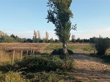 Agrícola en Venta en a 15 Kilómetros de San Carlos Ñuble Octava Región Camino Quilelto sector el Hualo