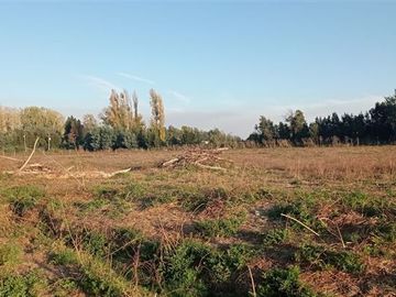 Agrícola en Venta en a 15 Kilómetros de San Carlos Ñuble Octava Región Camino Quilelto sector el Hualo