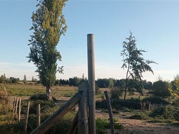 Agrícola en Venta en a 15 Kilómetros de San Carlos Ñuble Octava Región Camino Quilelto sector el Hualo