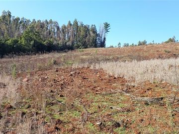 Agrícola en Venta en TERRENO DE 5,2 HECTÁREAS EN VENTA – SECTOR MILLAPOA, NACIMIENTO