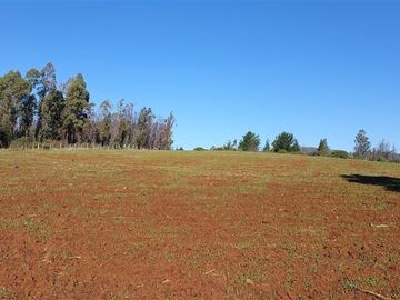 Agrícola en Venta en TERRENO DE 5,2 HECTÁREAS EN VENTA – SECTOR MILLAPOA, NACIMIENTO