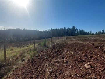 Agrícola en Venta en TERRENO DE 5,2 HECTÁREAS EN VENTA – SECTOR MILLAPOA, NACIMIENTO