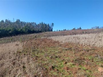 Terreno Construccion  en Venta en TERRENO DE 5,2 HECTÁREAS EN VENTA – SECTOR MILLAPOA, NACIMIENTO