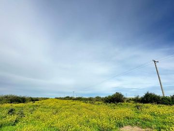 Productivo campo de 2400 hectáreas cerca de Medanos.