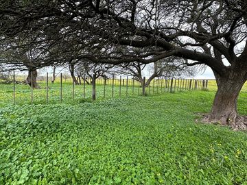 Productivo campo de 2400 hectáreas cerca de Medanos.