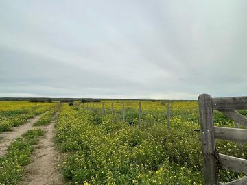 Productivo campo de 2400 hectáreas cerca de Medanos.