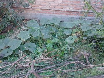 VENDE CASA EN SENILLOSA