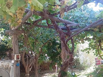 VENDE CASA EN SENILLOSA