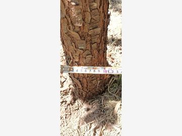 Finca-Rancho en Remate en Cadereyta Jimenez Centro, Cadereyta Jiménez, Nuevo León
