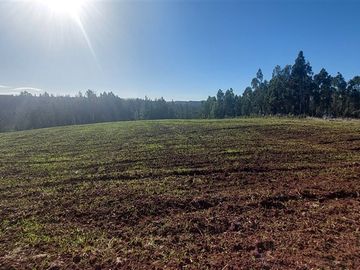 Agrícola en Venta en TERRENO DE 5,2 HECTÁREAS EN VENTA – SECTOR MILLAPOA, NACIMIENTO