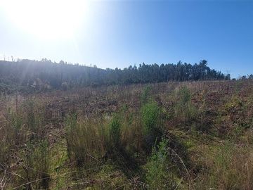 Terreno Construccion  en Venta en TERRENO DE 5,2 HECTÁREAS EN VENTA – SECTOR MILLAPOA, NACIMIENTO