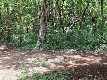 Terreno en Venta, 2 Ha sin construcciones, Valladolid-Temozon, Yuc.
