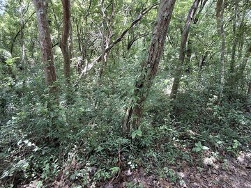 Terreno en Venta, 2 Ha sin construcciones, Valladolid-Temozon, Yuc.