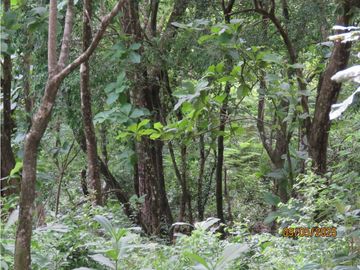SEA CONFIABLE VENDE TERRENO EN SAN CARLITOS DAVID CHIRIQUI
