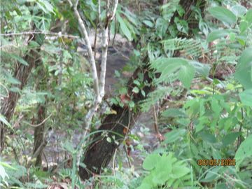 SEA CONFIABLE VENDE TERRENO EN SAN CARLITOS DAVID CHIRIQUI