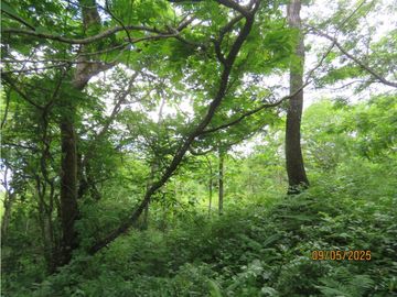 SEA CONFIABLE VENDE TERRENO EN SAN CARLITOS DAVID CHIRIQUI
