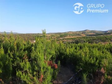Parcela en Venta en SANTA CONSUELO DE ALCANTARA, SAN PEDRO DE ALCANTARA, PAREDONES, REGION BERNARDO O´HIGGINS