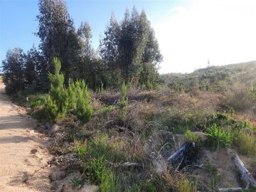Parcela en Venta en SANTA CONSUELO DE ALCANTARA, SAN PEDRO DE ALCANTARA, PAREDONES, REGION BERNARDO O´HIGGINS