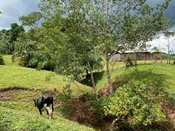 VENTA DE TERRENO AGRARIO EN PROVINCIA TARAPOTO, LAMAS, SAN MARTIN