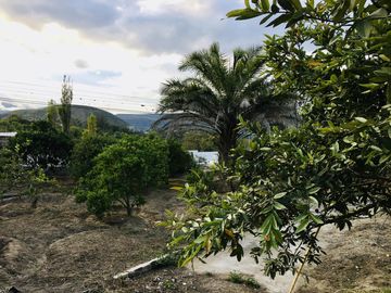 Venta terreno Guayllabamba, árboles frutales cerca al zoológico