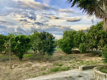 Venta terreno Guayllabamba, árboles frutales cerca al zoológico