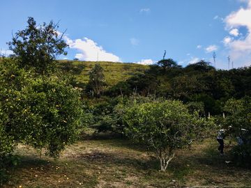 Venta terreno Guayllabamba, árboles frutales cerca al zoológico