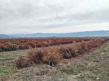 CAMPO AGRÍCOLA 18 HA AGUA INSTALACIONES SAGRADA FAMILIA
