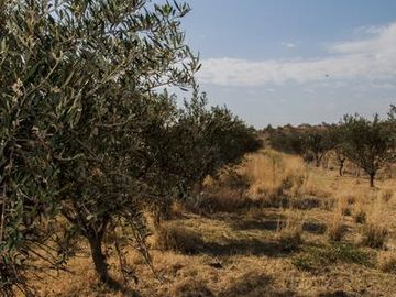 Campo - Finca Productiva de primer nivel en Medrano - 75 has