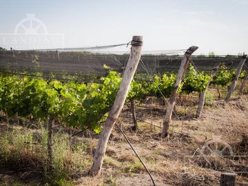 Campo - Finca Productiva de primer nivel en Medrano - 75 has