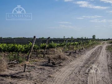 Campo - Finca Productiva de primer nivel en Medrano - 75 has