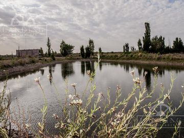 Campo - Finca Productiva de primer nivel en Medrano - 75 has