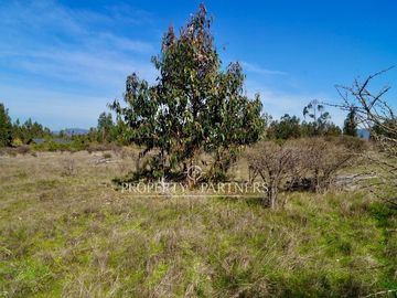 Hermosa parcela de 11.000 m/2 en La Foresta de Zapallar