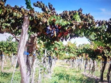 VENTA DE FINCA EN SANTA ROSA SOBRE RUTA 50