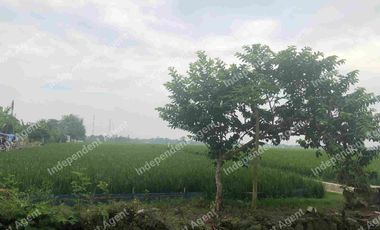 Tanah darat dan sawah di Karawang Timur Jawa Barat