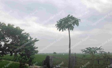 Tanah darat dan sawah di Karawang Timur Jawa Barat