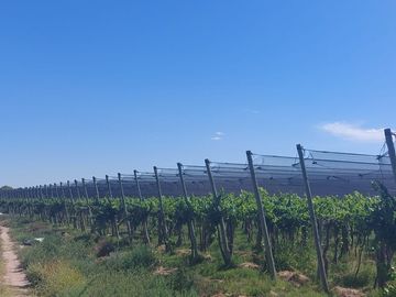 Venta Finca cultivada El divisadero Santa Rosa