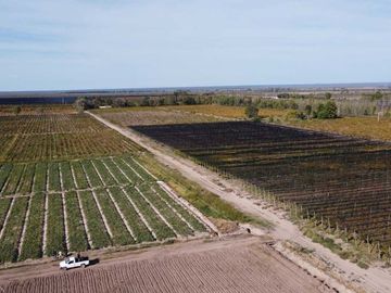 Venta Finca cultivada El divisadero Santa Rosa