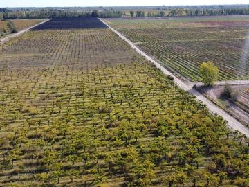 Venta Finca cultivada El divisadero Santa Rosa