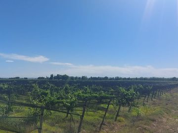 Venta Finca cultivada El divisadero Santa Rosa