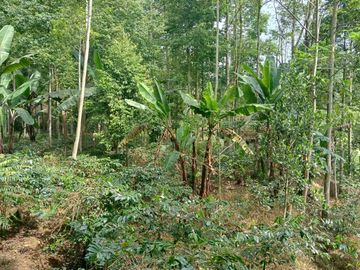 Dijual Tanah Cocok untuk PERTANIAN, PERTERNAKAN Ciwidey Bandung