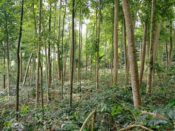 Dijual Tanah Cocok untuk PERTANIAN, PERTERNAKAN Ciwidey Bandung