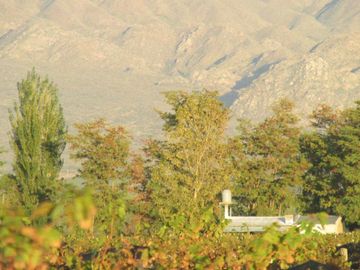 Viñedo 5.7 has. Venta Campo Cepillo Valle de Uco
