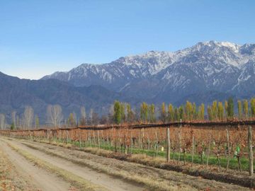 Viñedo 5.7 has. Venta Campo Cepillo Valle de Uco