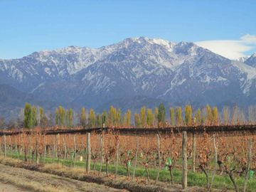 Viñedo 5.7 has. Venta Campo Cepillo Valle de Uco