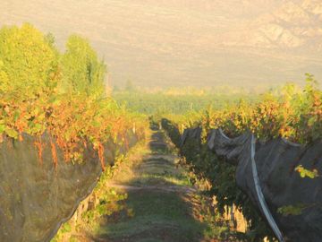 Viñedo 5.7 has. Venta Campo Cepillo Valle de Uco