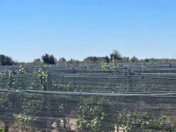 Venta Viñedos 25 hectáreas Santa Rosa Mendoza