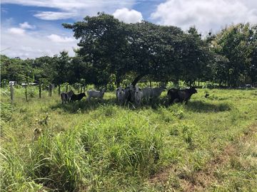 Terreno en venta de 12,907m2 en Montijo-Veraguas (DR)