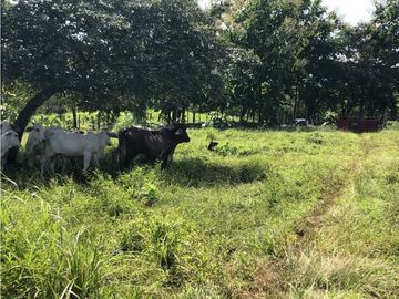 Terreno en venta de 12,907m2 en Montijo-Veraguas (DR)