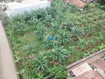 Di Jual Tanah di Jln Maloko Dangdang Cisauk Tangerang Banten