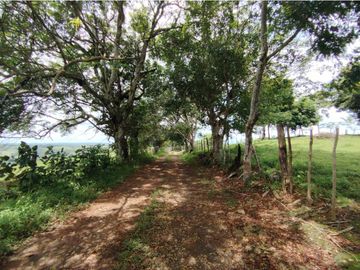 Finca Ganadera en venta de 106 HAS en Arosemena - La Chorrera (DR)